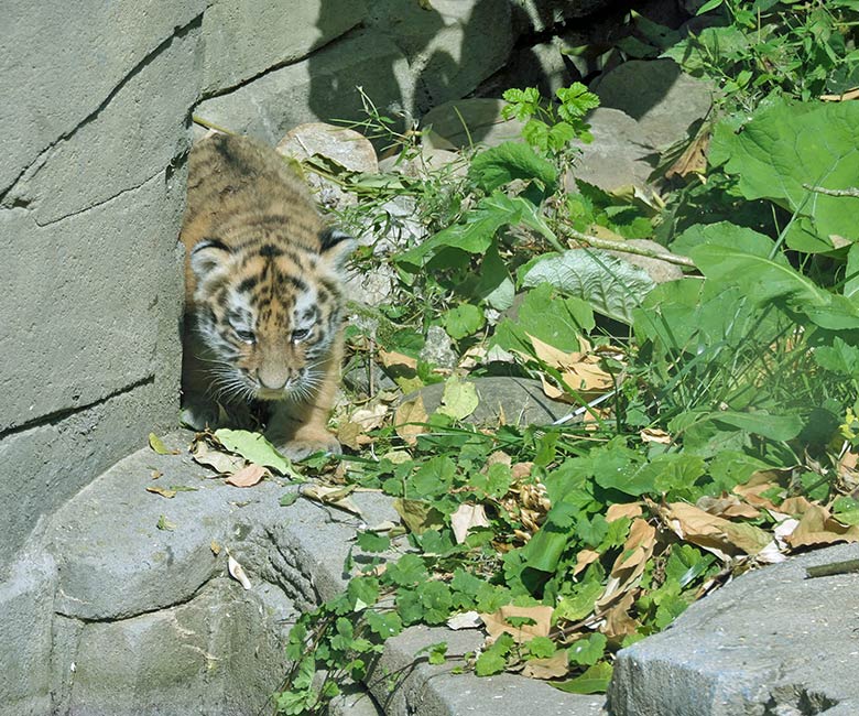 Amur-Tiger-Jungtier am 27. August 2025 auf der kleineren Außenanlage im Tiger-Tal im Zoologischen Garten der Stadt Wuppertal