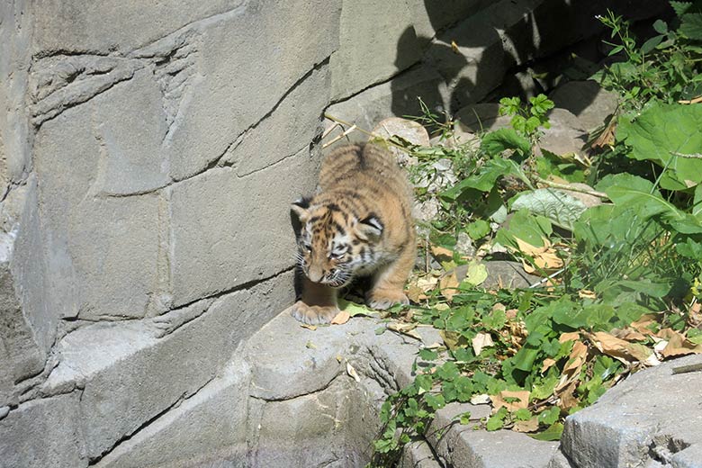 Amur-Tiger-Jungtier am 27. August 2025 auf der kleineren Außenanlage im Tiger-Tal im Wuppertaler Zoo