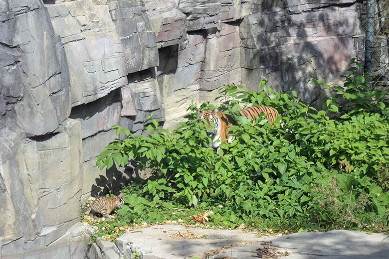 Amur-Tigerin TULLIA mit Jungtier am 27. August 2025 auf der kleineren Außenanlage im Tiger-Tal im Zoo Wuppertal