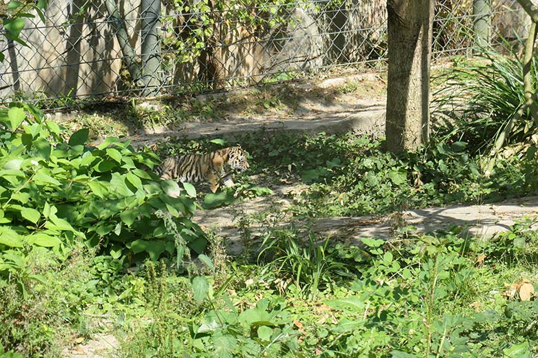 Amur-Tiger-Jungtier am 27. August 2025 auf der kleineren Außenanlage im Tiger-Tal im Grünen Zoo Wuppertal