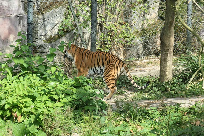 Amur-Tigerin TULLIA mit Jungtier am 27. August 2025 auf der kleineren Außenanlage im Tiger-Tal im Zoologischen Garten Wuppertal
