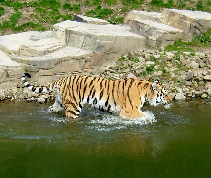 Sibirischer Tiger im Wuppertaler Zoo im April 2008