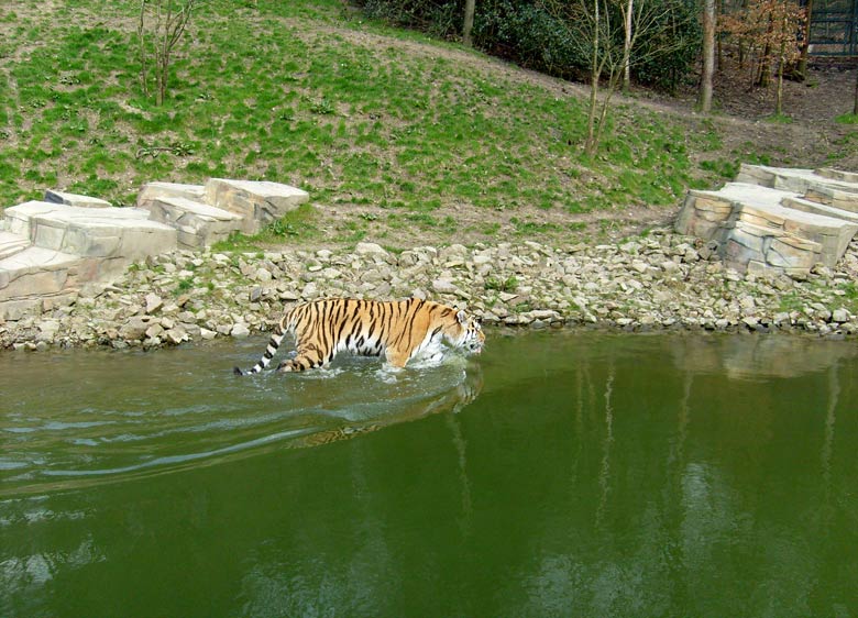 Sibirischer Tiger im Wuppertaler Zoo im April 2008