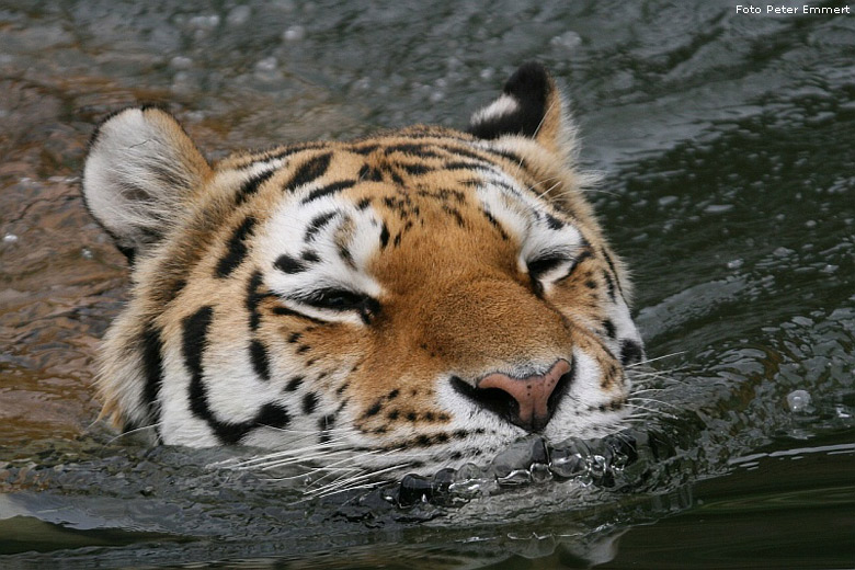 Sibirischer Tiger im Zoo Wuppertal im August 2008 (Foto Peter Emmert)