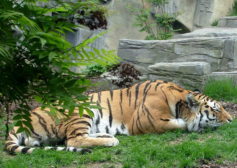 Sibirischer Tigerkater Mandschu im Zoo Wuppertal im Mai 2008