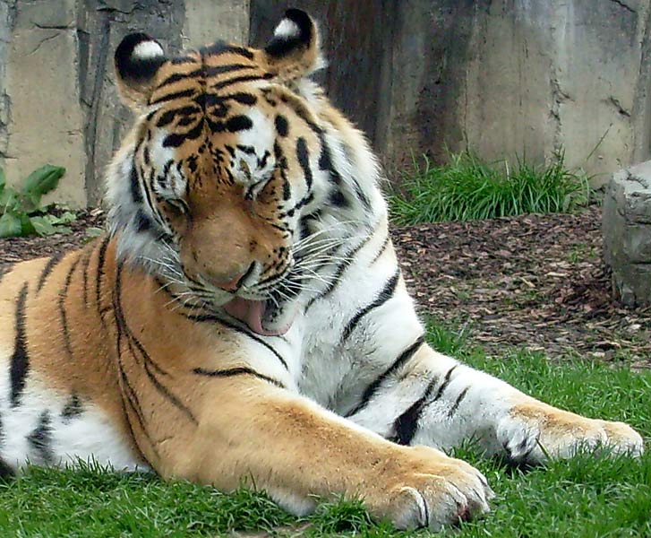 Sibirischer Tigerkater Mandschu im Zoologischen Garten Wuppertal im Mai 2008