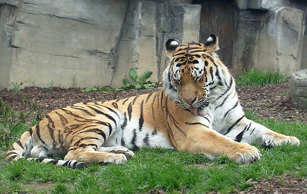 Sibirischer Tigerkater Mandschu im Zoo Wuppertal im Mai 2008