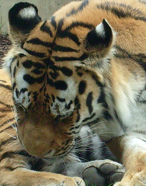 Sibirischer Tigerkater Mandschu im Zoo Wuppertal im Mai 2008