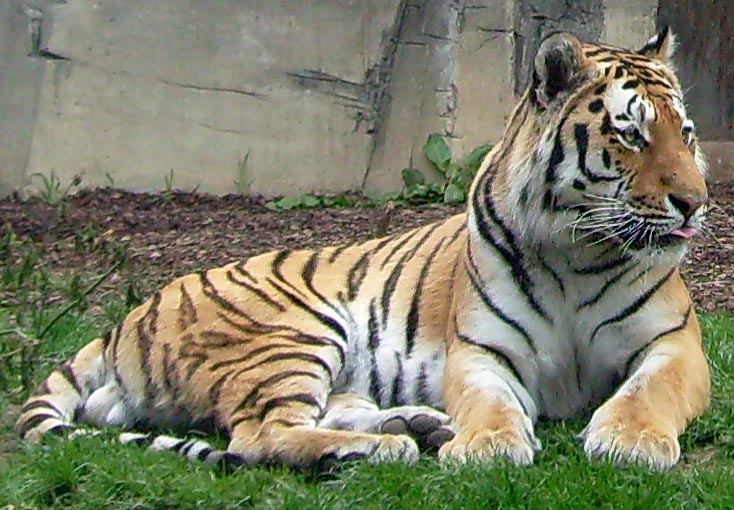 Sibirischer Tigerkater Mandschu im Zoologischen Garten Wuppertal im Mai 2008