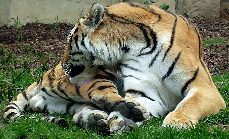 Sibirischer Tigerkater Mandschu im Wuppertaler Zoo im Mai 2008