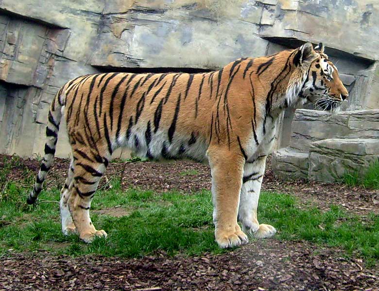 Sibirischer Tigerkater Mandschu im Wuppertaler Zoo im Mai 2008