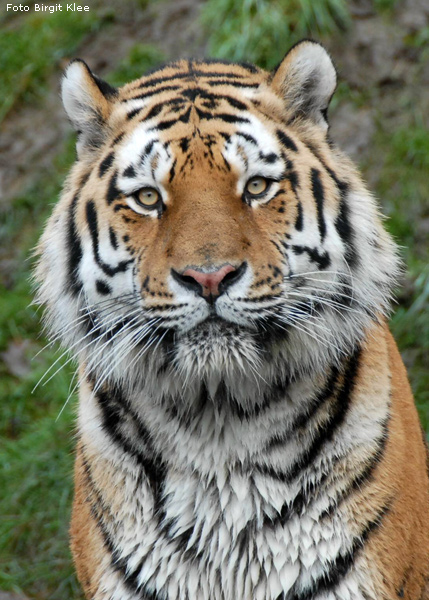 Sibirischer Tigerkater Mandschu im Zoo Wuppertal im Dezember 2008 (Foto Birgit Klee)