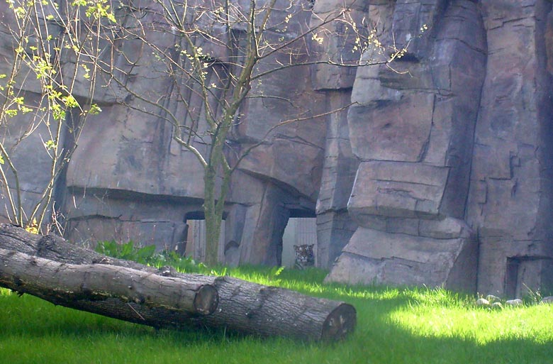 Sibirische Tigerin Mymoza im Zoologischen Garten Wuppertal im Mai 2008