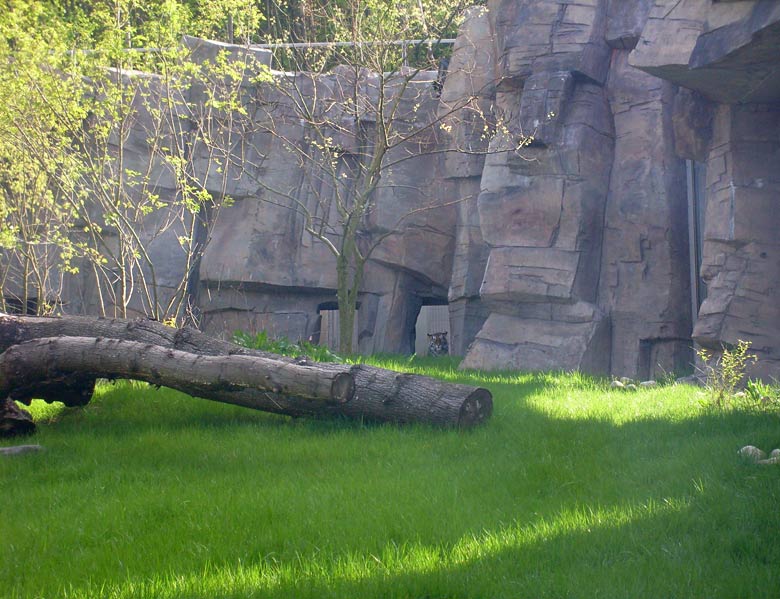 Sibirische Tigerin Mymoza im Zoo Wuppertal im Mai 2008