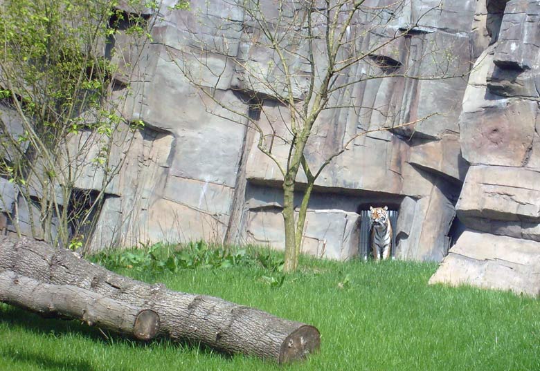 Sibirische Tigerin Mymoza im Zoo Wuppertal im Mai 2008