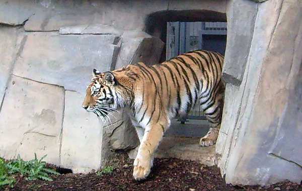 Sibirische Tigerin Mymoza im Wuppertaler Zoo im Mai 2008