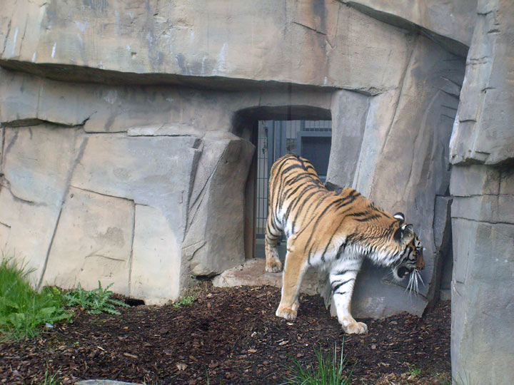 Sibirische Tigerin Mymoza im Zoologischen Garten Wuppertal im Mai 2008