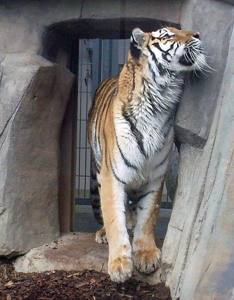 Sibirische Tigerin Mymoza im Wuppertaler Zoo im Mai 2008