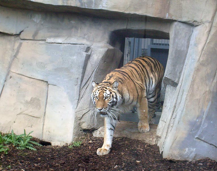 Sibirische Tigerin Mymoza im Zoo Wuppertal im Mai 2008