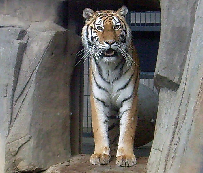 Sibirische Tigerin Mymoza im Wuppertaler Zoo im Mai 2008