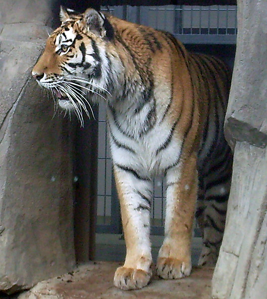 Sibirische Tigerin Mymoza im Zoo Wuppertal im Mai 2008