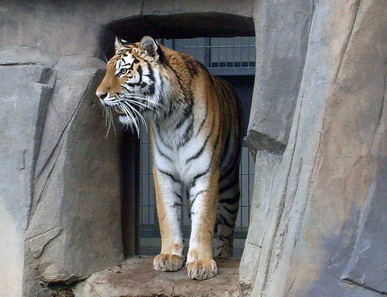 Sibirische Tigerin Mymoza im Zoologischen Garten Wuppertal im Mai 2008