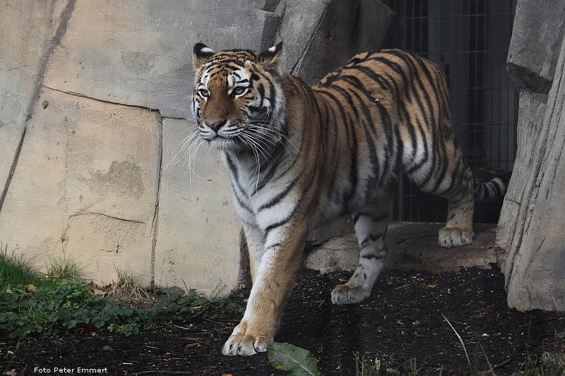 Sibirische Tigerkatze Mymoza im Zoo Wuppertal im Oktober 2008 (Foto Peter Emmert)