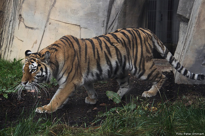 Sibirische Tigerkatze Mymoza im Wuppertaler Zoo im Oktober 2008 (Foto Peter Emmert)