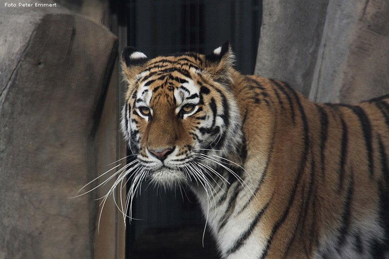 Sibirische Tigerkatze Mymoza im Zoologischen Garten Wuppertal im Oktober 2008 (Foto Peter Emmert)