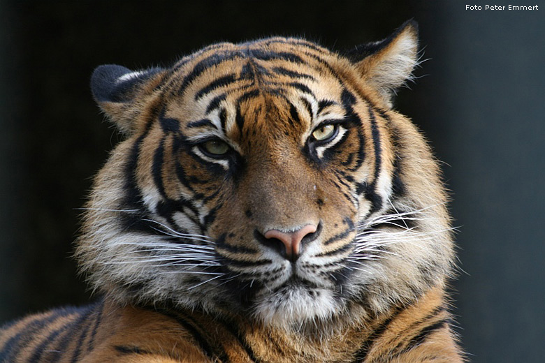 Sumatra-Tiger im Zoo Wuppertal im Dezember 2006 (Foto Peter Emmert)