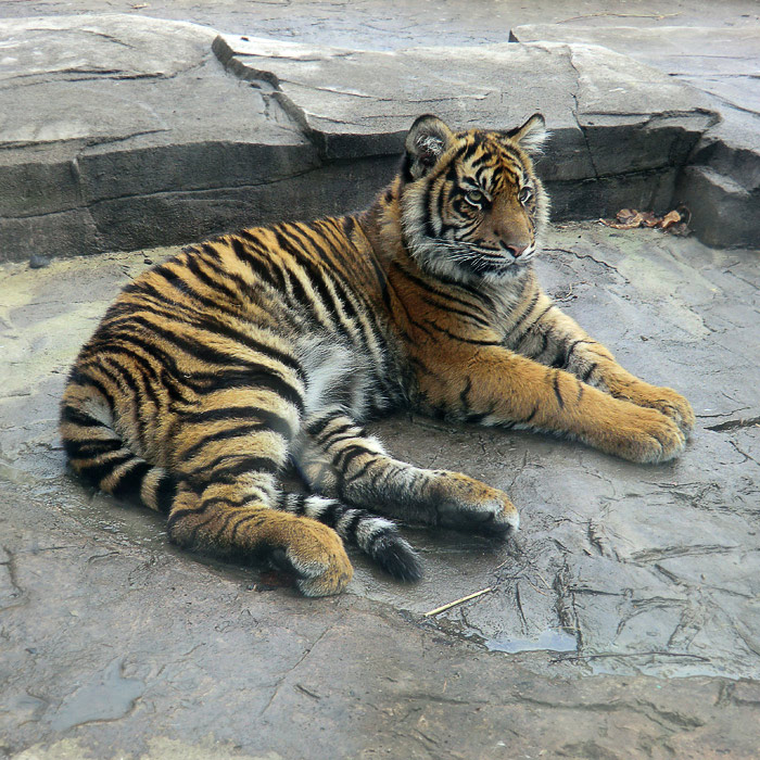 Sumatra-Tiger DASEEP im Wuppertaler Zoo im April 2011