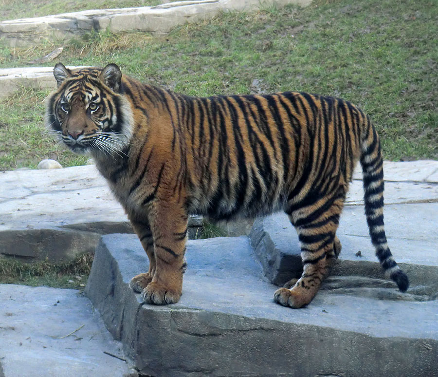 Sumatra-Tigerjungtier DASEEP im Zoologischen Garten Wuppertal am 15. Januar 2012