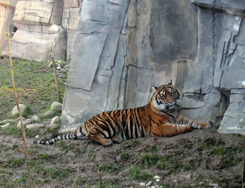 Sumatra-Tigerjungtier DASEEP im Zoologischen Garten Wuppertal am 15. Januar 2012