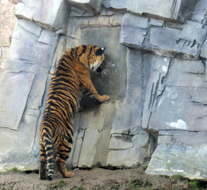 Sumatra-Tigerjungtier DASEEP im Wuppertaler Zoo am 15. Januar 2012