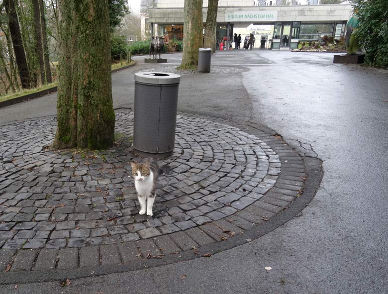 Hauskatze als Freigängerin am 18. Dezember 2016 im Wuppertaler Zoo