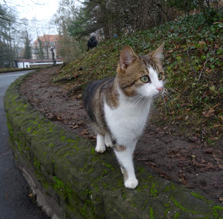 Hauskatze als Freigängerin am 18. Dezember 2016 im Zoo Wuppertal