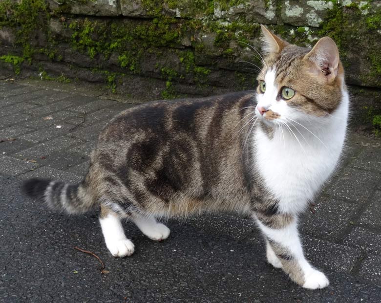 Hauskatze als Freigängerin am 18. Dezember 2016 im Zoologischen Garten der Stadt Wuppertal