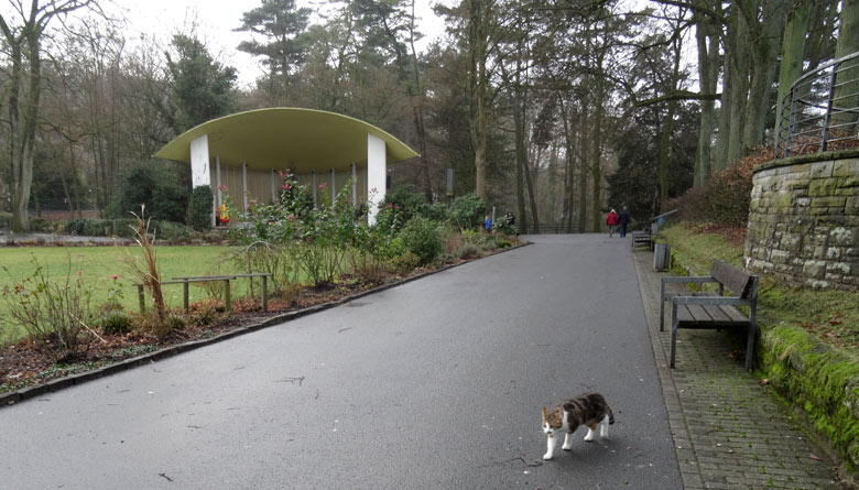 Hauskatze als Freigängerin am 18. Dezember 2016 am Blumenrondell im Grünen Zoo Wuppertal