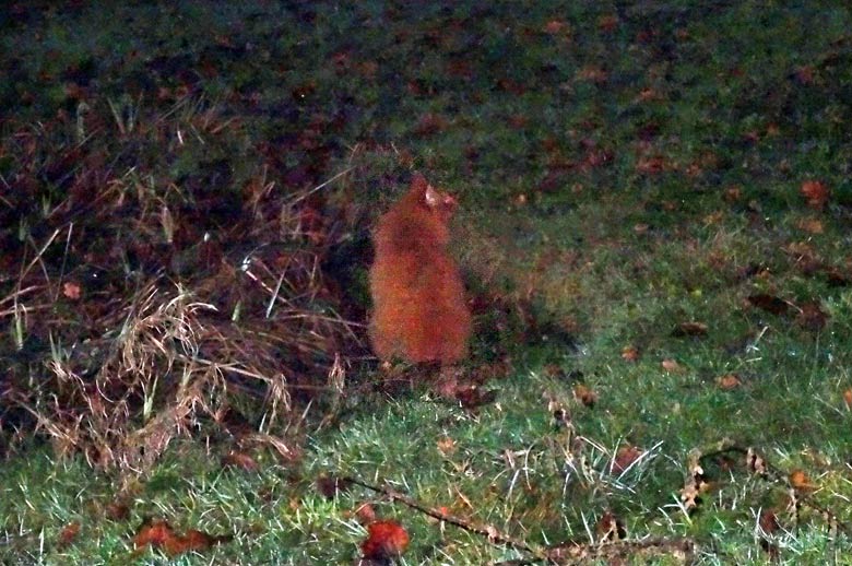 Hauskatze am 27. Dezember 2016 auf der ehemaligen Ara-Anlage im Grünen Zoo Wuppertal