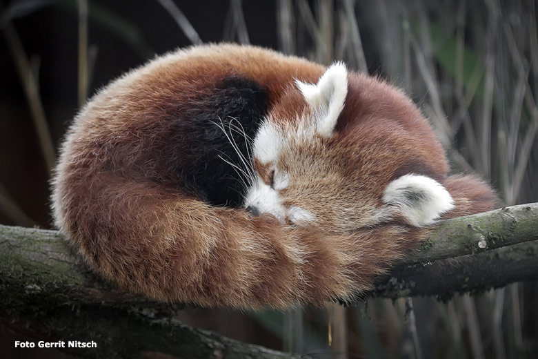 Kleiner Panda (Ailurus fulgens) am 26. Januar 2017 im neuen Gehege der Kleinen Pandas in der Madagaskar-Anlage in der Nähe des historischen Gebäudes der Zoodirektion im Grünen Zoo Wuppertal (Foto Gerrit Nitsch)