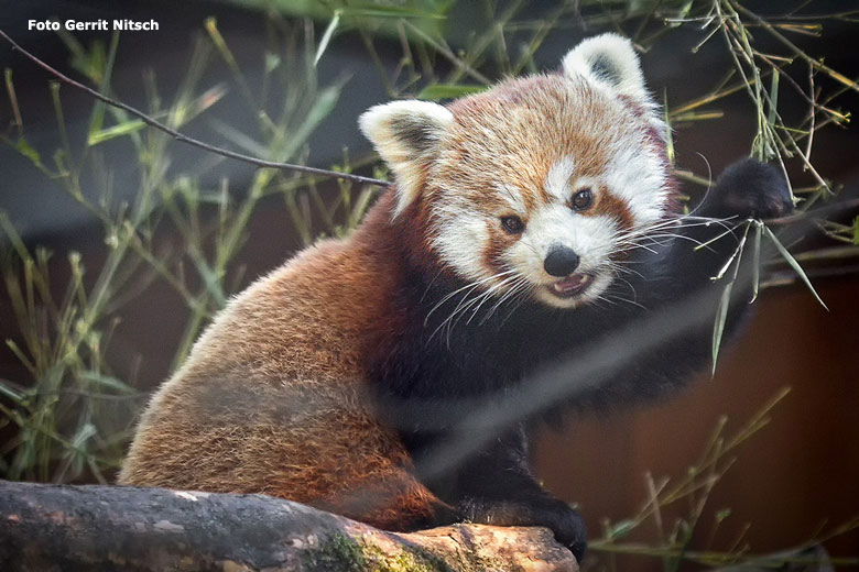 Kleiner Panda (Ailurus fulgens) am 26. Januar 2017 im neuen Gehege der Kleinen Pandas in der Madagaskar-Anlage in der Nähe des historischen Gebäudes der Zoodirektion im Grünen Zoo Wuppertal (Foto Gerrit Nitsch)