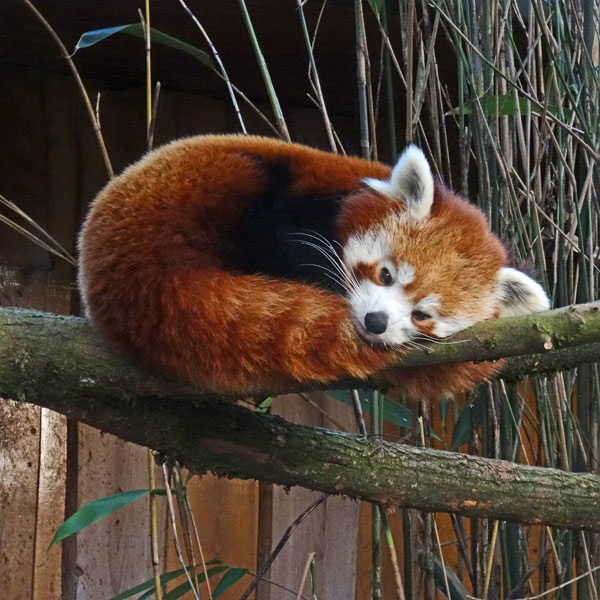 Erdmännchen im Wuppertaler Zoo im Juli 2012