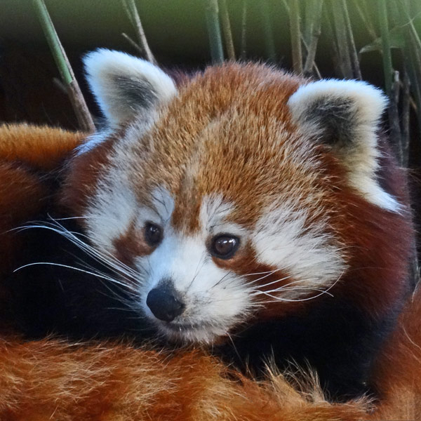 Erdmännchen im Wuppertaler Zoo im Juli 2012