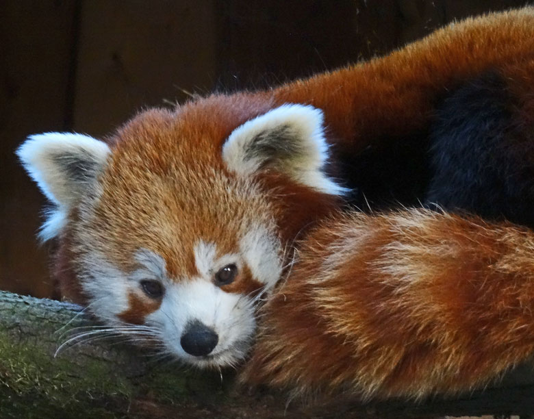 Kleiner Panda (Ailurus fulgens) am 27. Januar 2017 im Grünen Zoo Wuppertal