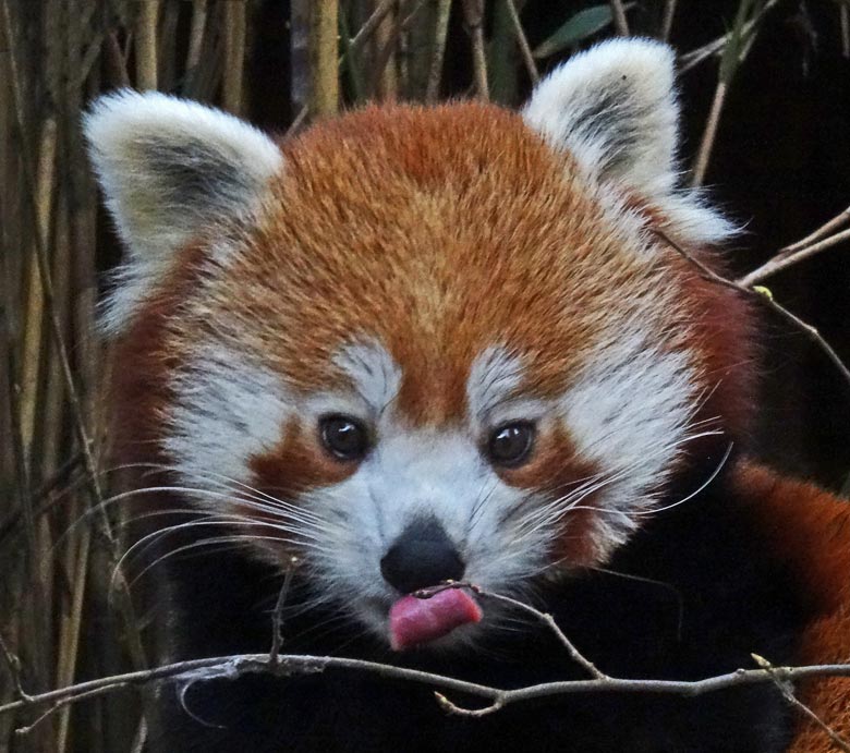 Kleiner Panda (Ailurus fulgens) am 29. Januar 2017 im Wuppertaler Zoo