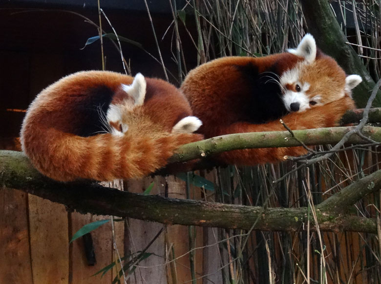 Kleiner Panda (Ailurus fulgens) am 29. Januar 2017 im Zoo