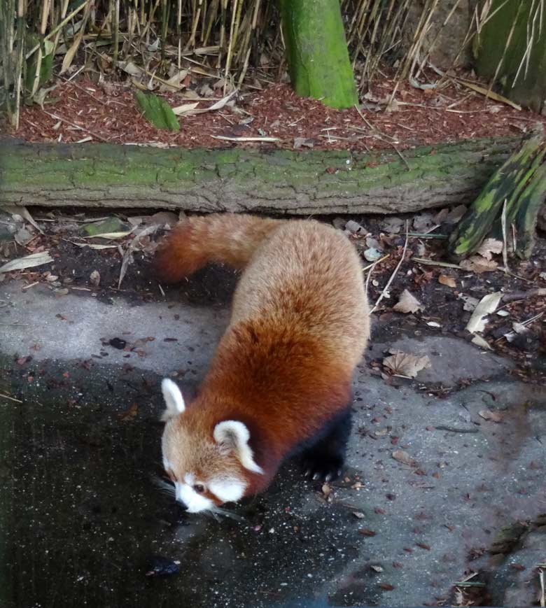 Kleiner Panda (Ailurus fulgens) am 29. Januar 2017 im Zoologischen Garten der Stadt Wuppertal