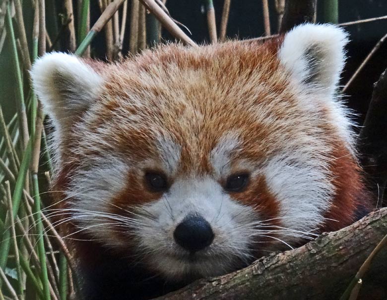 Kleiner Panda (Ailurus fulgens) am 19. Februar 2017 im Grünen Zoo Wuppertal