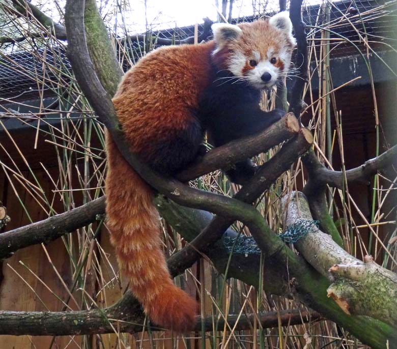 Kleiner Panda (Ailurus fulgens) am 27. Februar 2017 im Zoo