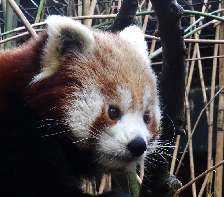 Kleiner Panda (Ailurus fulgens) am 27. Februar 2017 im Zoologischen Garten der Stadt Wuppertal